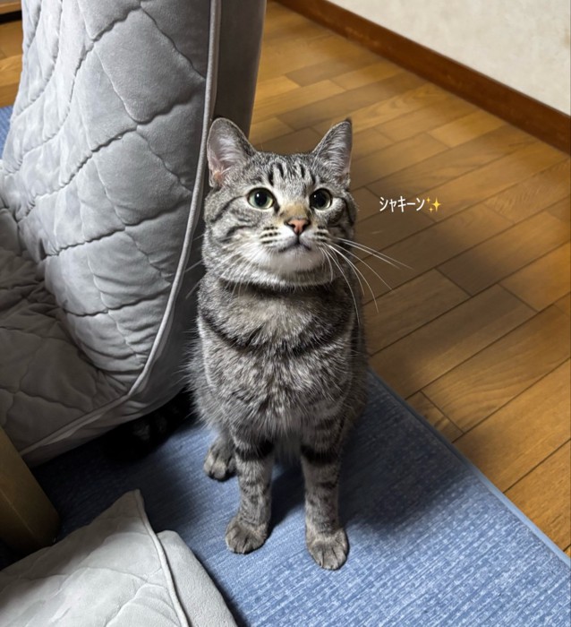 見上げる猫