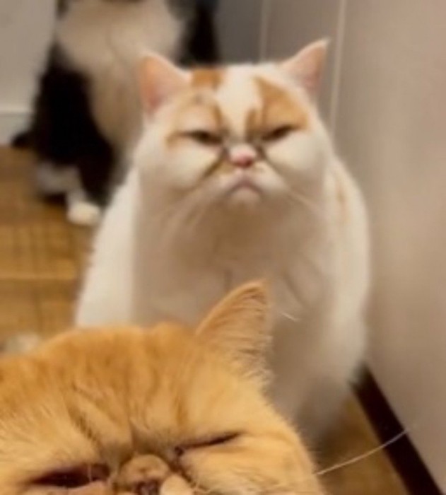 遠くを見つめる三毛猫