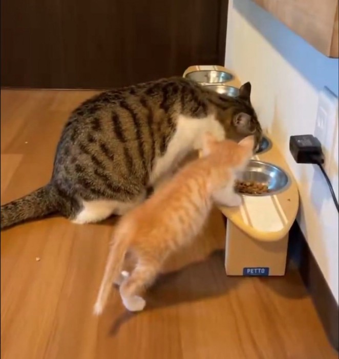 隣のご飯が気になる子猫