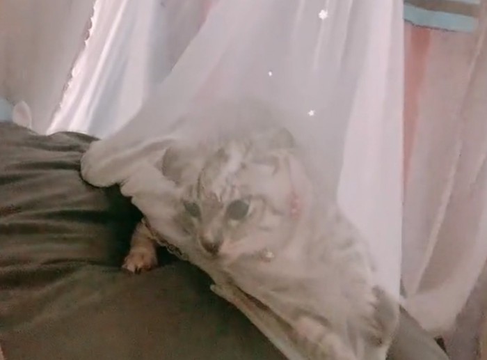カーテンに引っかかる子猫アップ