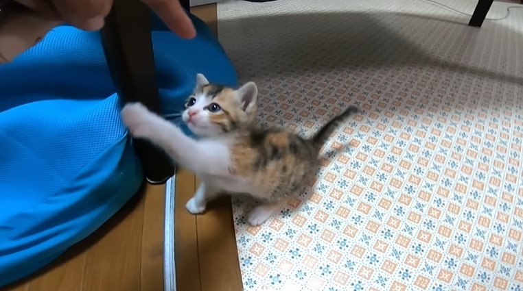 指にじゃれつく子猫