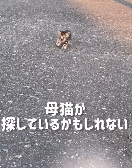 道路を歩く子猫