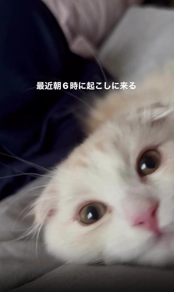 寝そべっている猫
