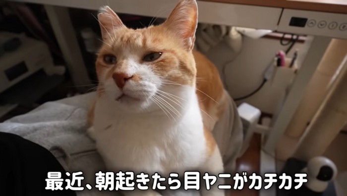 目に違和感があるチャチャくん