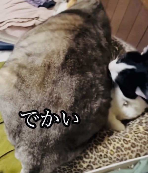 黒白猫の上に乗るグレー猫
