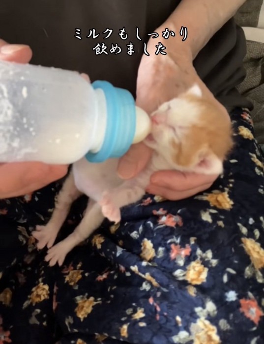 ママに哺乳瓶でミルクをもらう赤ちゃん猫