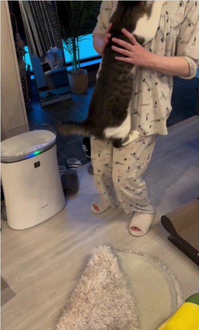 人に抱かれている猫