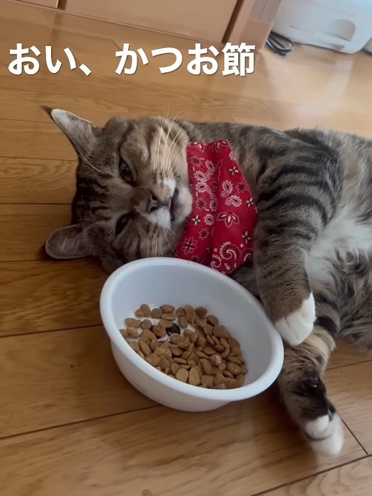 目を開けて横になる猫