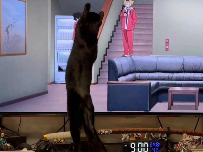 テレビ画面に手を伸ばす猫