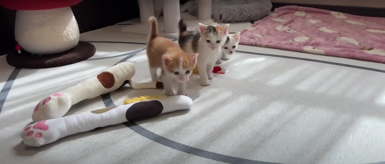 人に近寄る3匹の子猫%％まだ少し眠そう