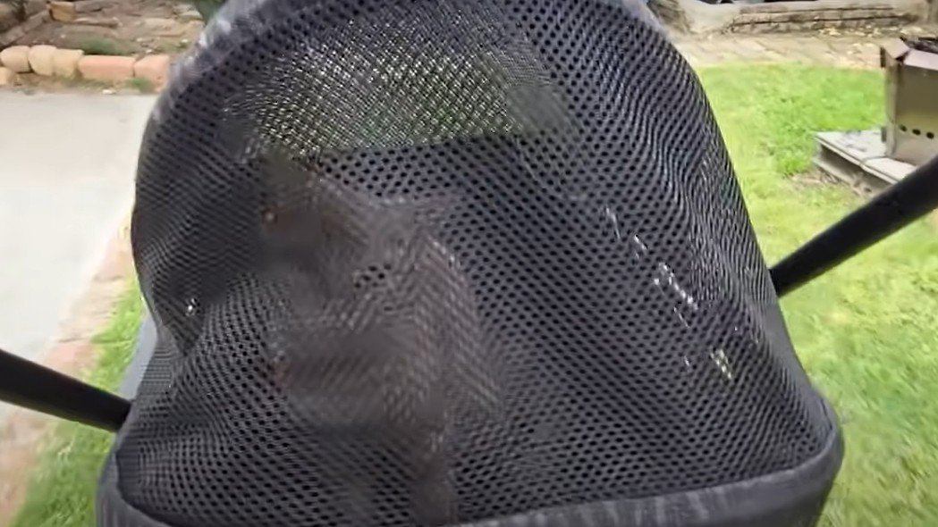 バギーの中の子猫