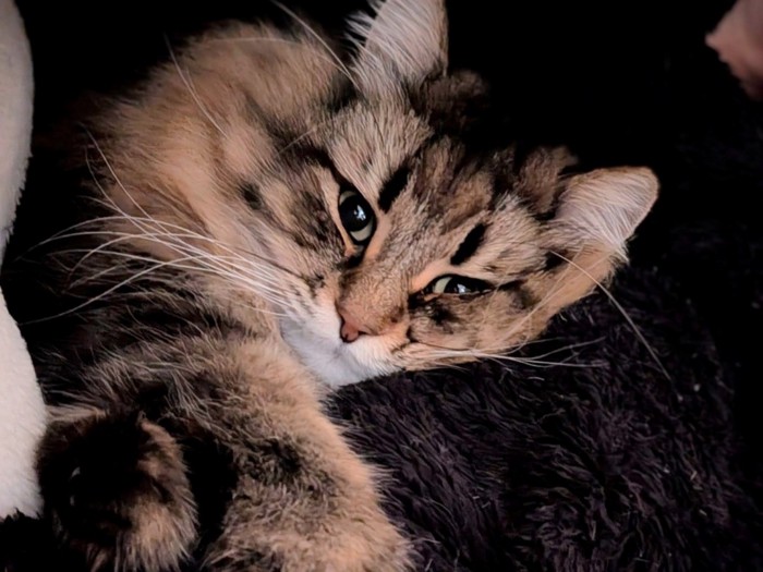 飼い主の腕にしがみつき横になるサイベリアン