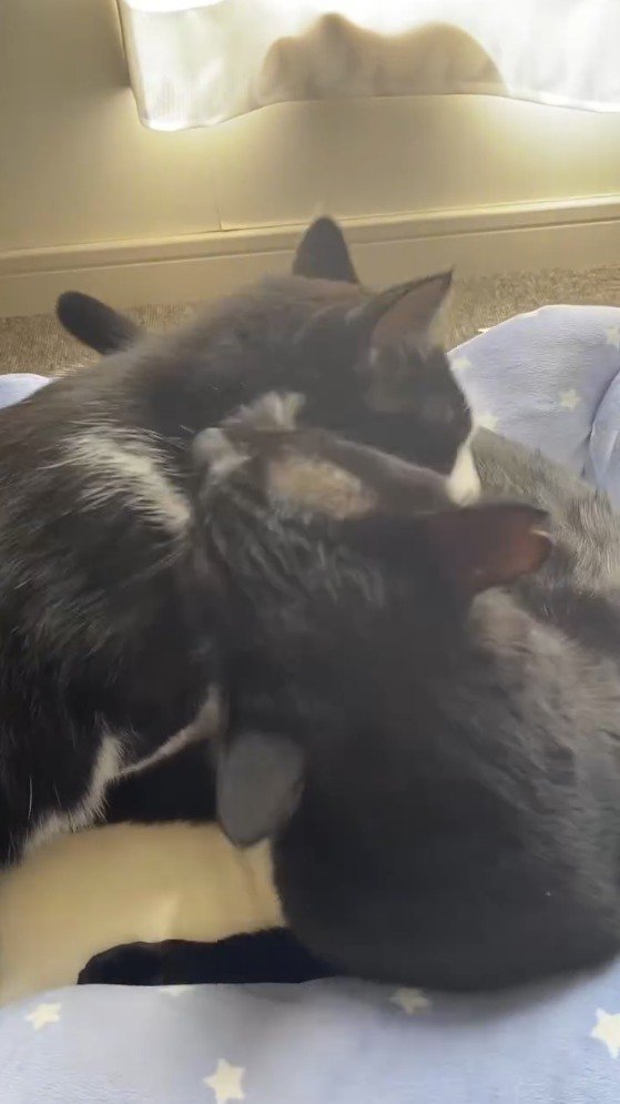 ハチワレ猫の体を舐める黒猫