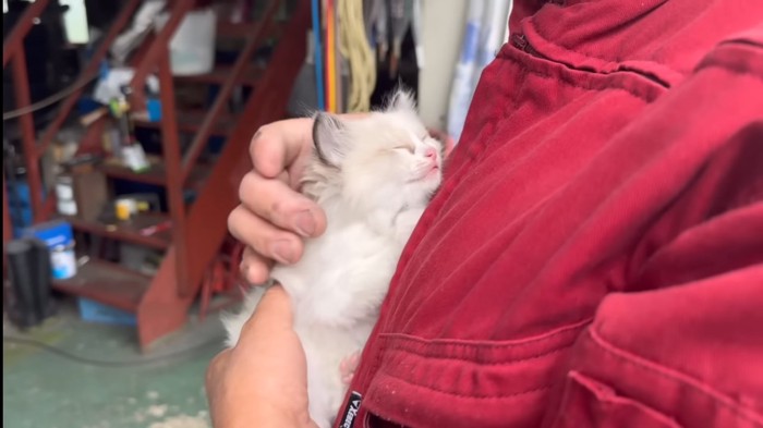 目を閉じる子猫