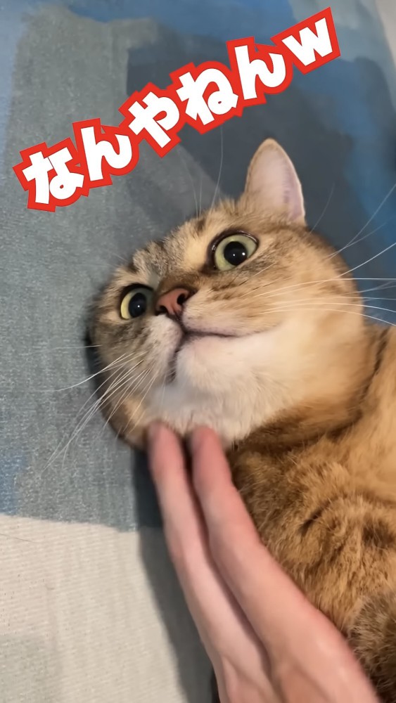 固まる猫