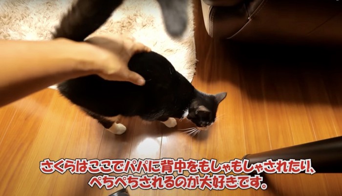 背中を持たれる猫