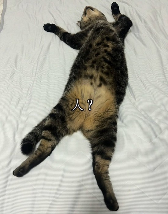 ゴロゴロするトラくん