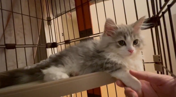 手を触られる猫