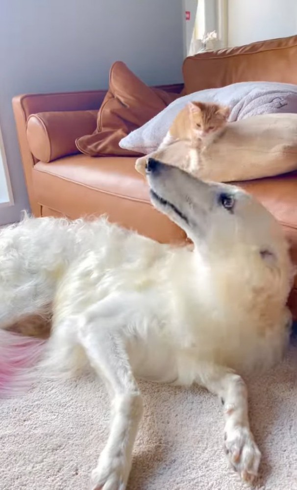 子猫と犬
