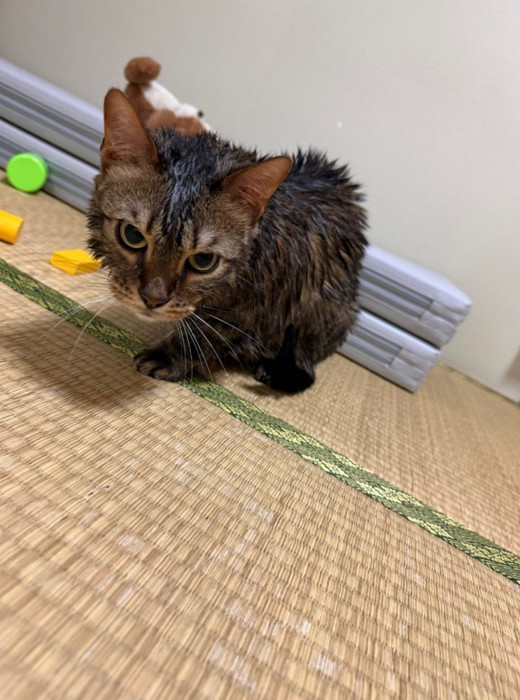 濡れた猫（1番濃い色）