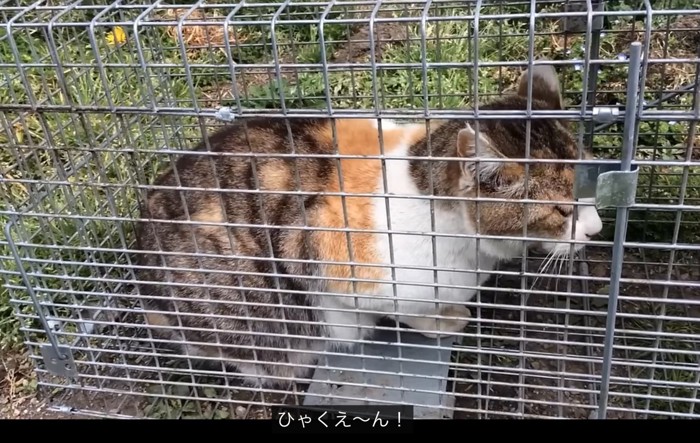 「ひゃくえーん」と言う猫