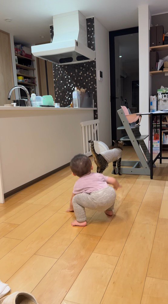 しっぽをあげてイスに顔をすり寄せる猫を見つめる赤ちゃん