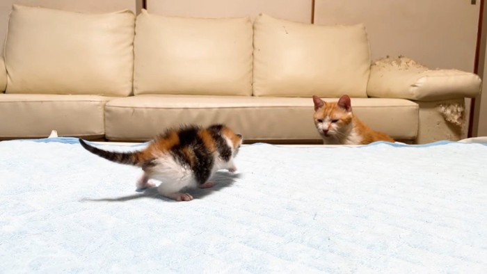 赤ちゃん猫を見つめるむぎくん