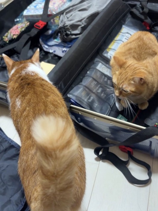 パッキングをする女性のそばに集まる茶トラ猫と茶白猫