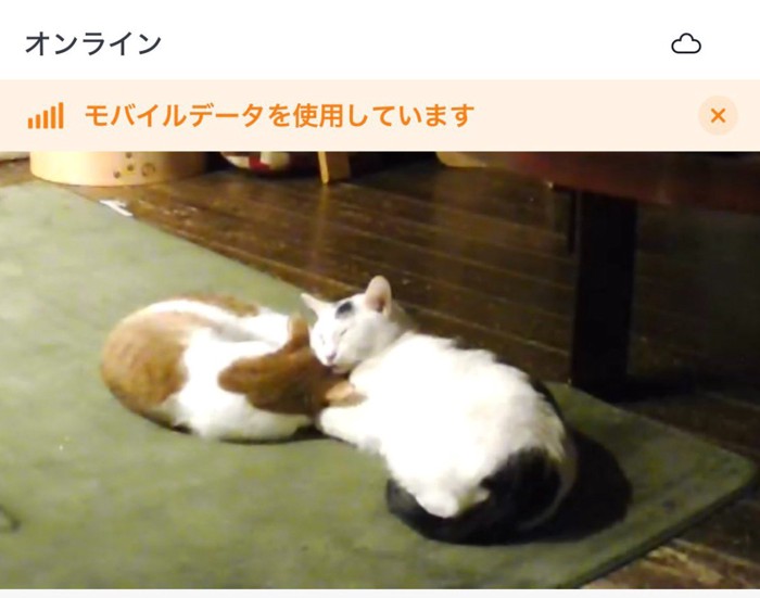 くっつく猫二匹