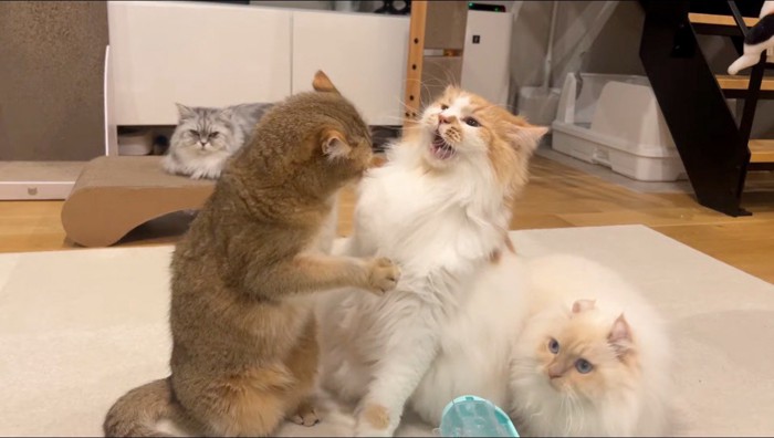 ブリティッシショートヘアーにパンチをするオレンジ色の猫