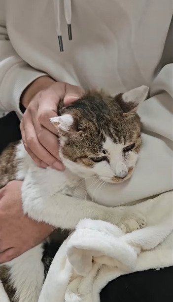 抱っこされる猫1
