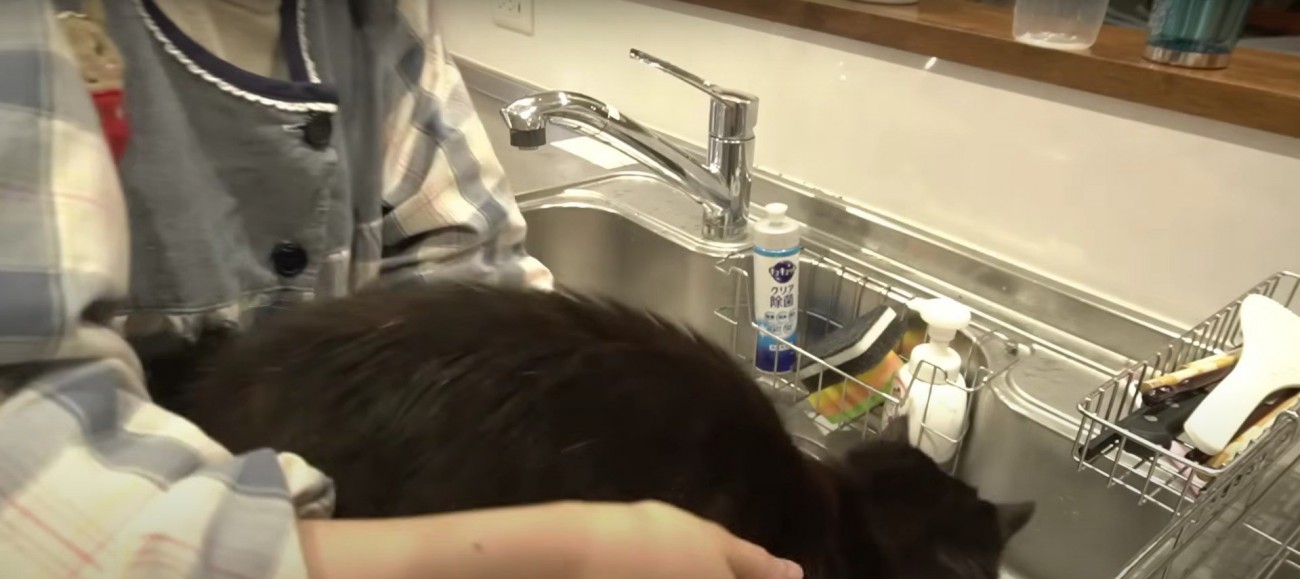 人に抱かれている猫