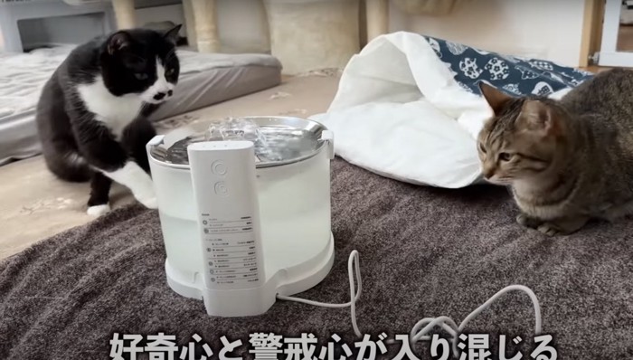 2匹の猫が浄水器を見ている