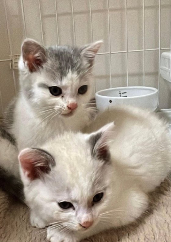 香箱座りしている白子猫の後ろでお座りしているハチワレ子猫