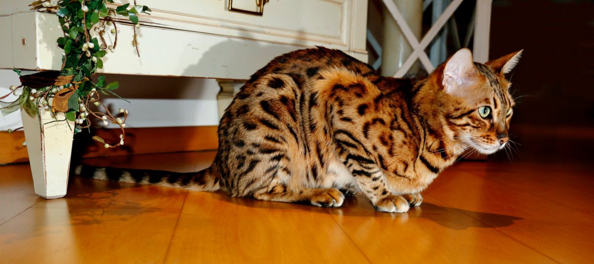 待ち伏せする猫