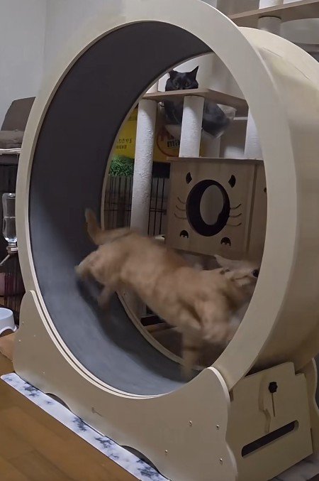 キャットホイールで走る猫