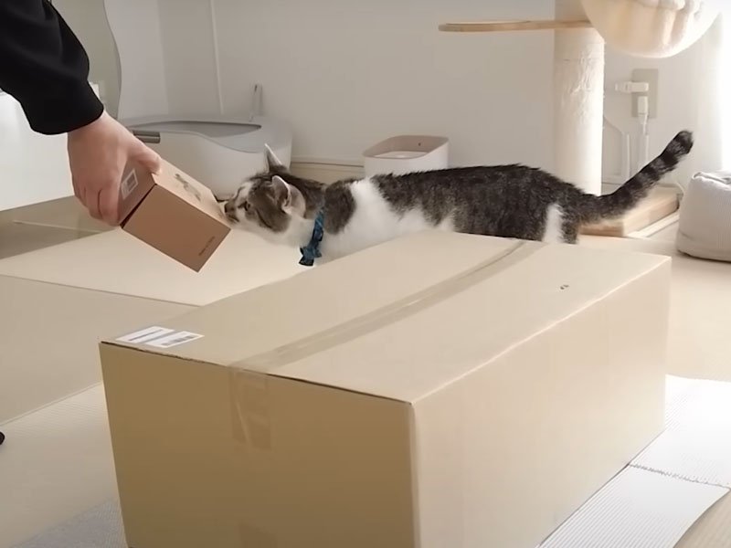 ニオイを嗅ぐ猫