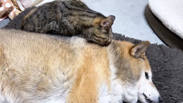 柴犬とキジトラ猫4