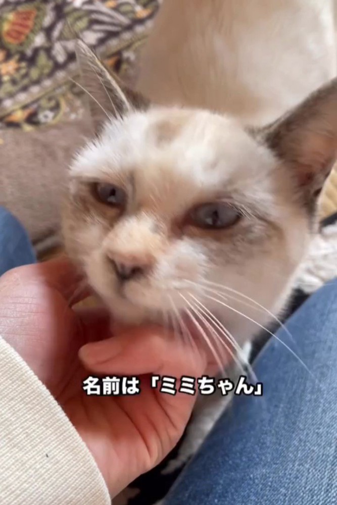 あごをなでられる猫