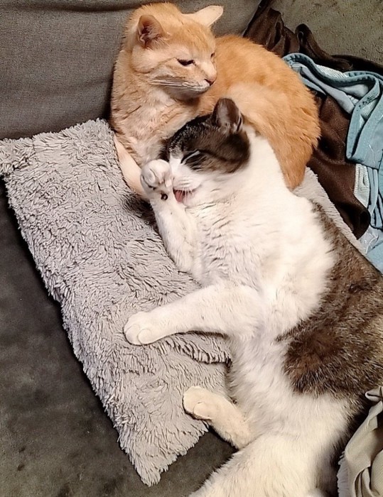 茶トラ猫と毛づくろいする猫