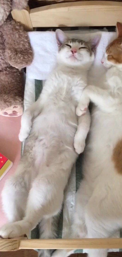 仰向けになって眠る三毛猫