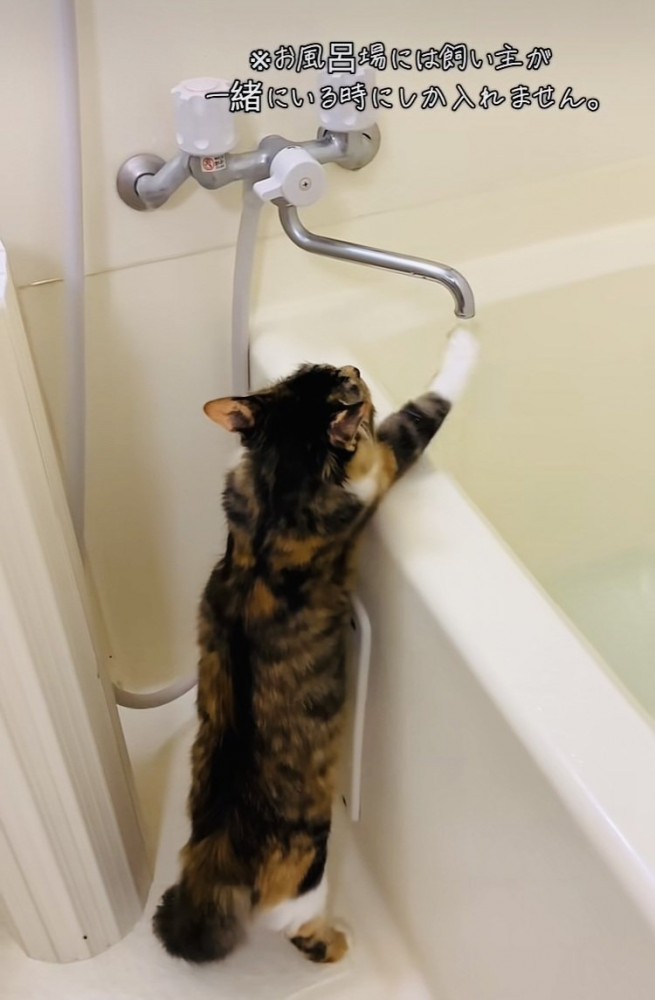 つま先立ちで蛇口から出るお湯に触る三毛猫