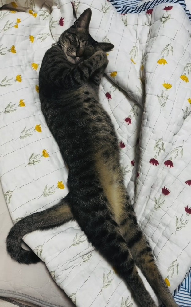 布団の上で眠るキジトラ猫