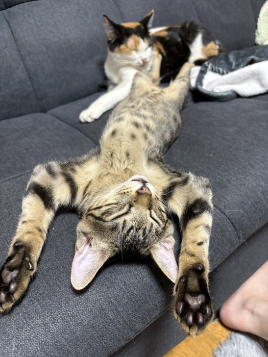 ソファの上でお腹を出して眠るキジトラ猫と、その近くで目を閉じている三毛猫