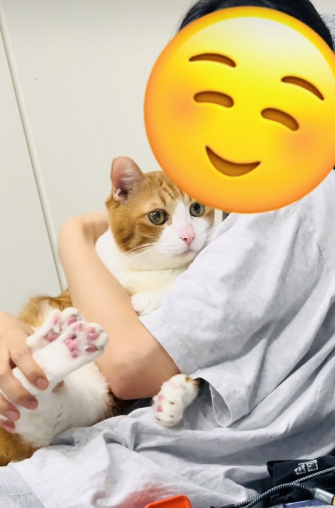 妹に抱っこされる茶白猫