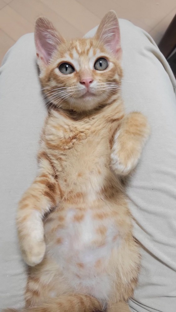 色が薄くなった子猫