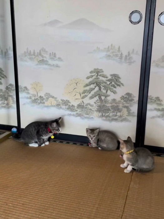 向かい合う3匹の子猫