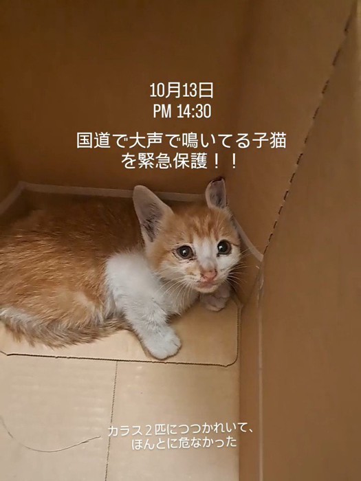 箱の中にいる子猫