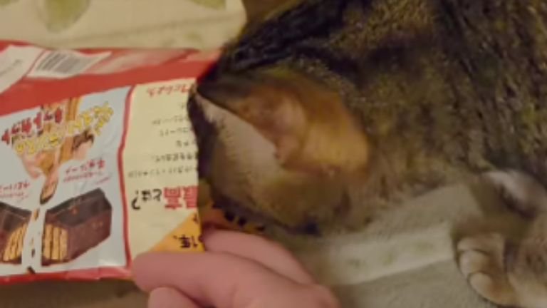 お菓子の袋を被っている猫