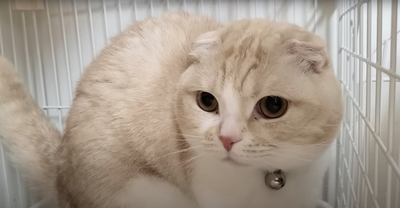 真剣な表情の猫